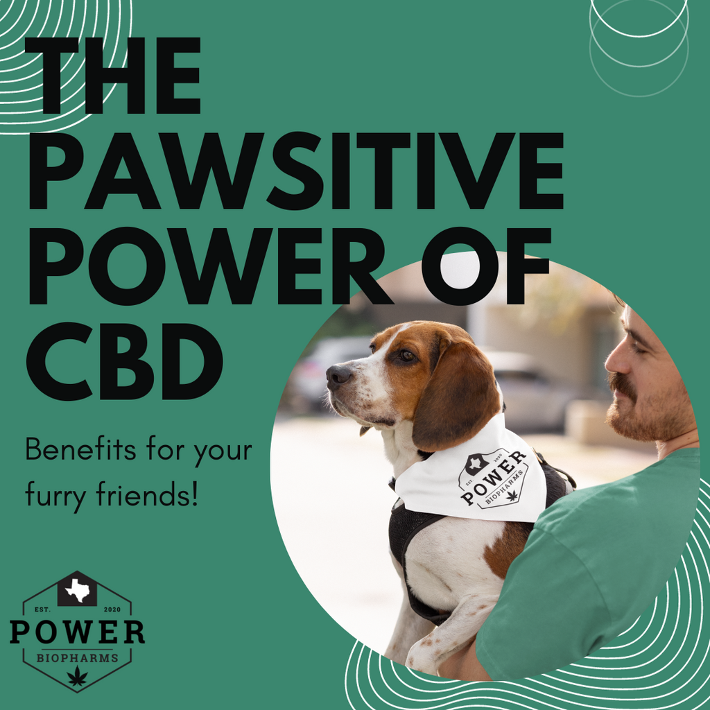 The Pawsitive Power of CBD: Benefits for Your Furry Friends