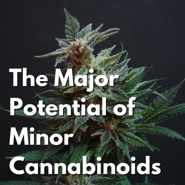 The Major Potential of Minor Cannabinoids