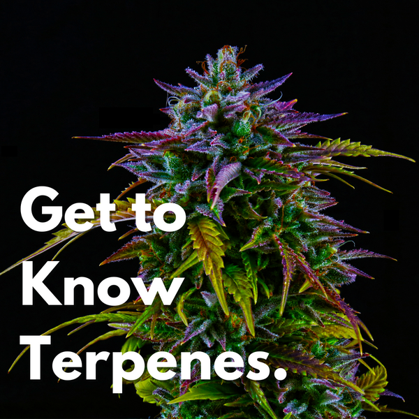 Get to Know Terpenes