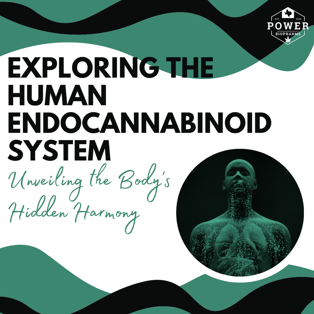 Exploring the Human Endocannabinoid System: Unveiling the Body's Hidden Harmony