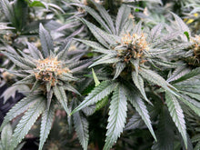 Load image into Gallery viewer, Power Biopharms Indoor Grown Orange Glaze Cultivar Hemp Flowering
