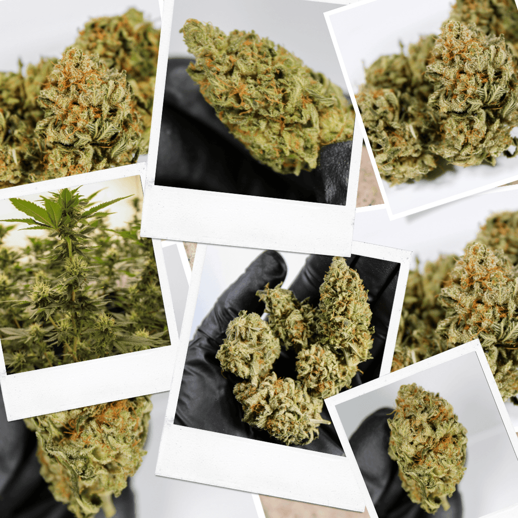 Indoor-Grown High CBD Flower